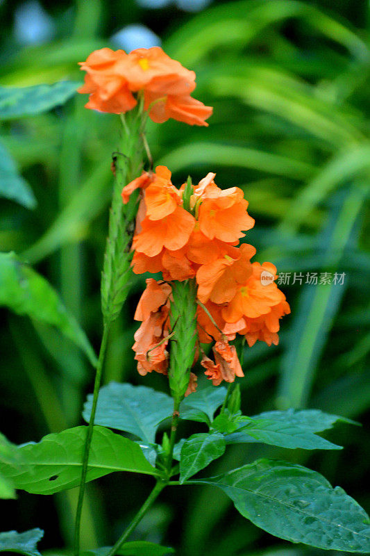 凤头花/爆竹花:从春天到秋天提供几个月的可爱的花朵